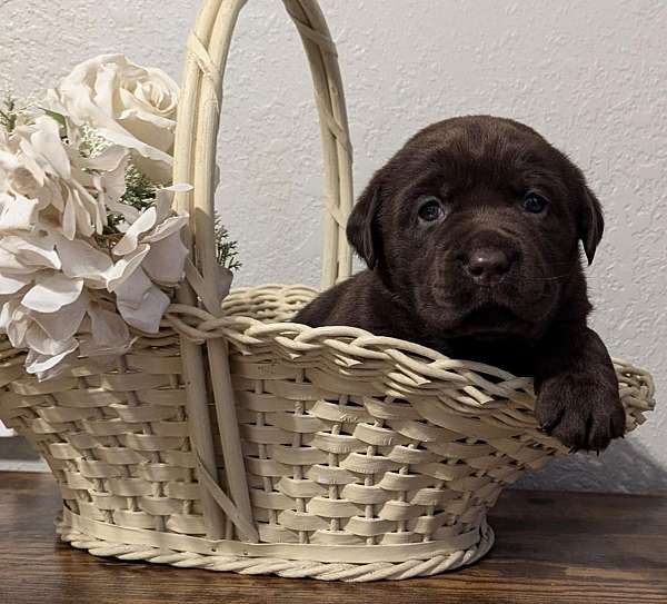 chocolate-labrador-retriever