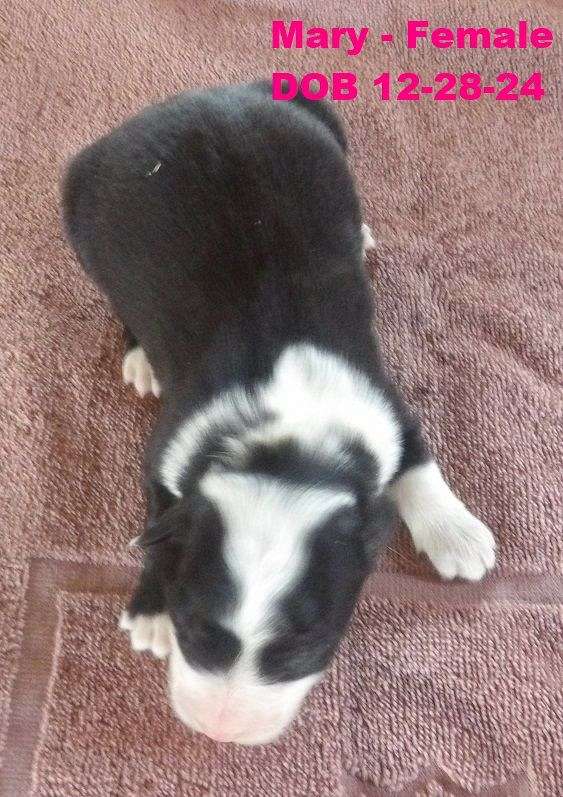 long-haired-border-collie