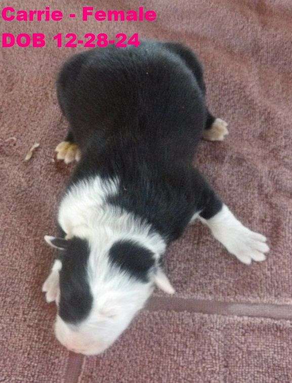 long-haired-border-collie