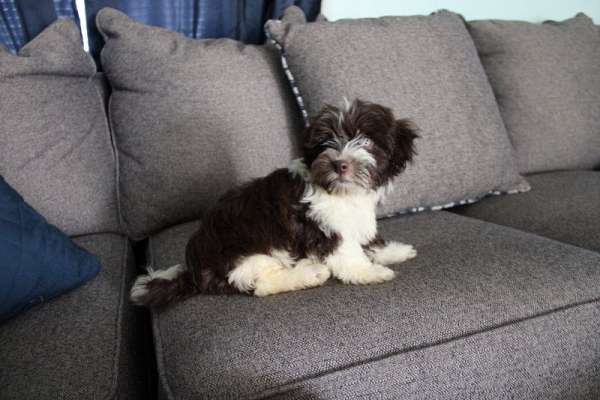 chocolate-small-havanese