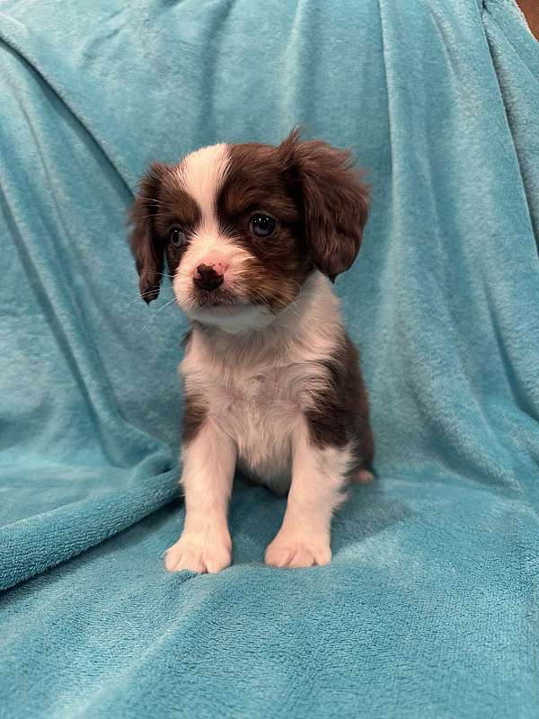 male-cavalier-king-charles-spaniel-dog