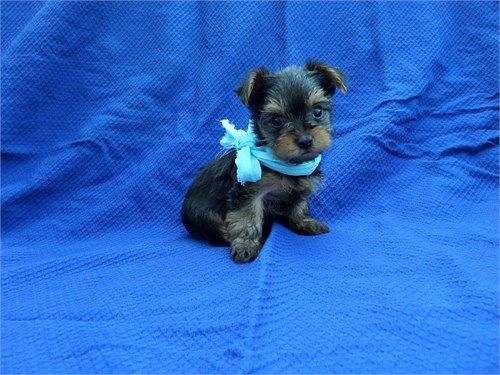 male-yorkshire-terrier-puppy