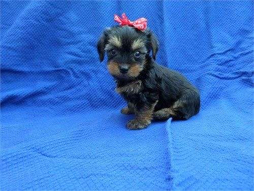 female-yorkshire-terrier-puppy