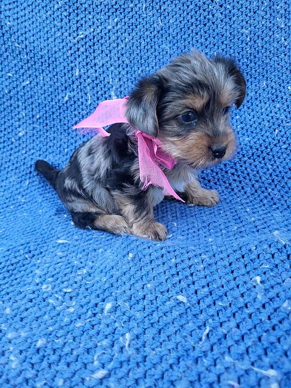 female-yorkshire-terrier-puppy