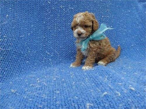 male-toy-poodle-puppy