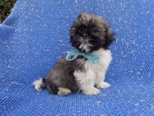 male-shih-tzu-dog