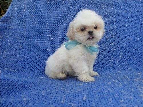 male-shih-tzu-dog