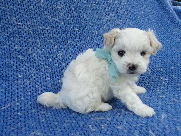 male-shih-poo-dog