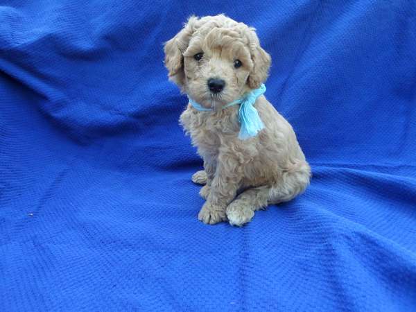 male-malti-poo-dog