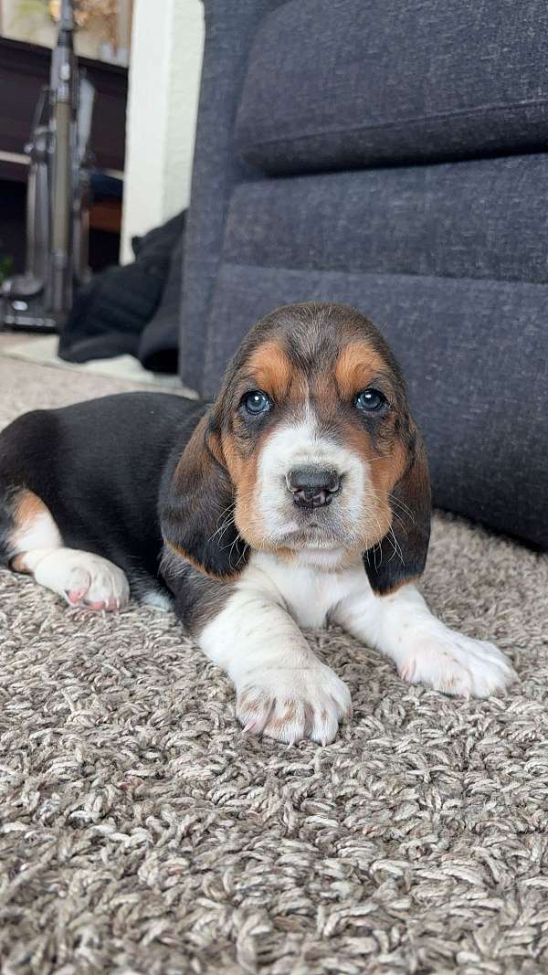 short-haired-basset-hound