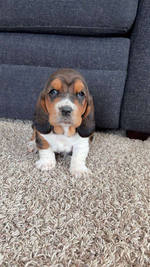 short-haired-male-basset-hound