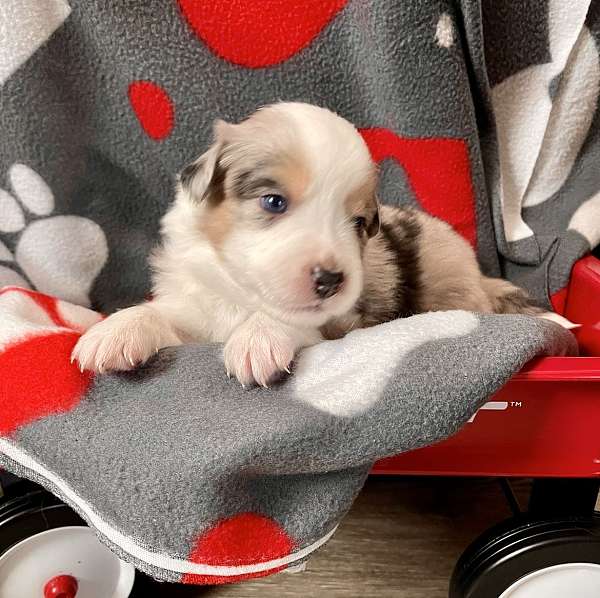 female-mini-australian-shepherd-puppy