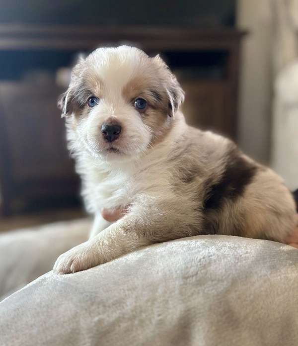 female-mini-australian-shepherd-puppy