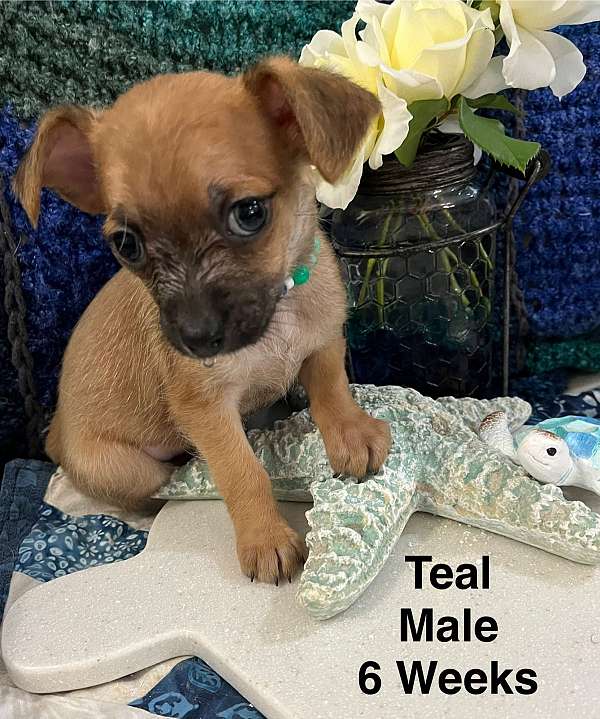 male-black-tan-smooth-coated-chiweenie