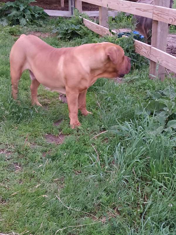 boerboel-mastiff-dog-for-sale