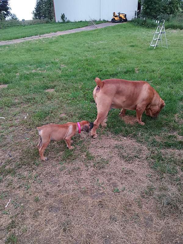 male-female-boerboel-mastiff