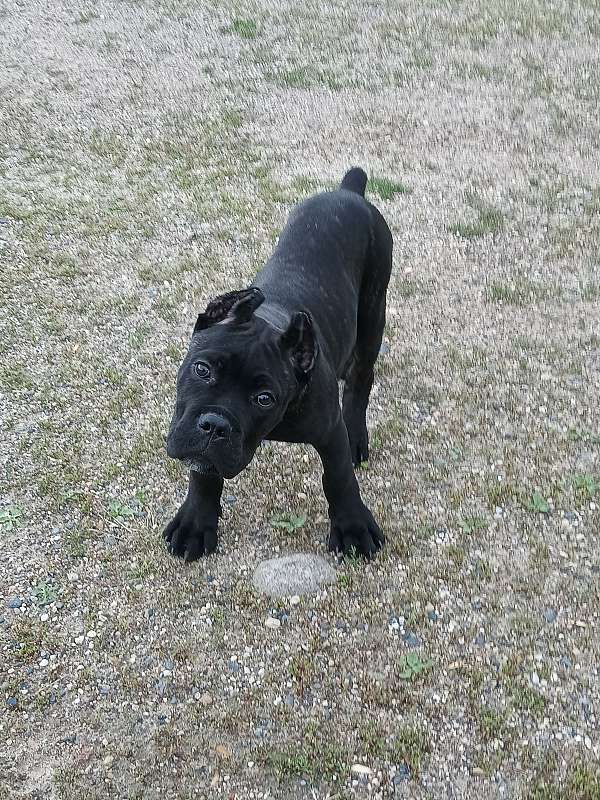 male-cane-corso