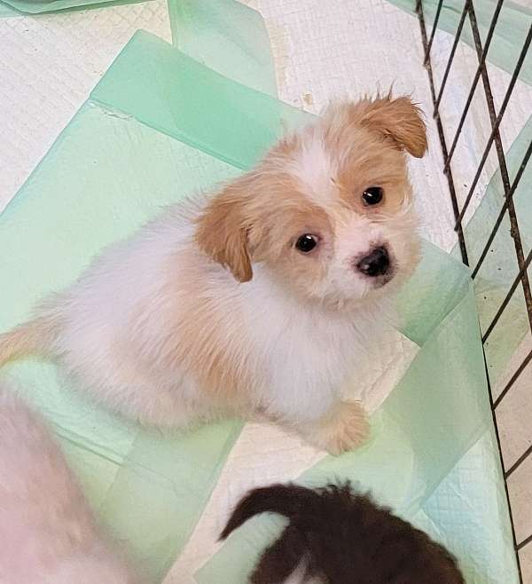 mixed-yorkipoo-dog