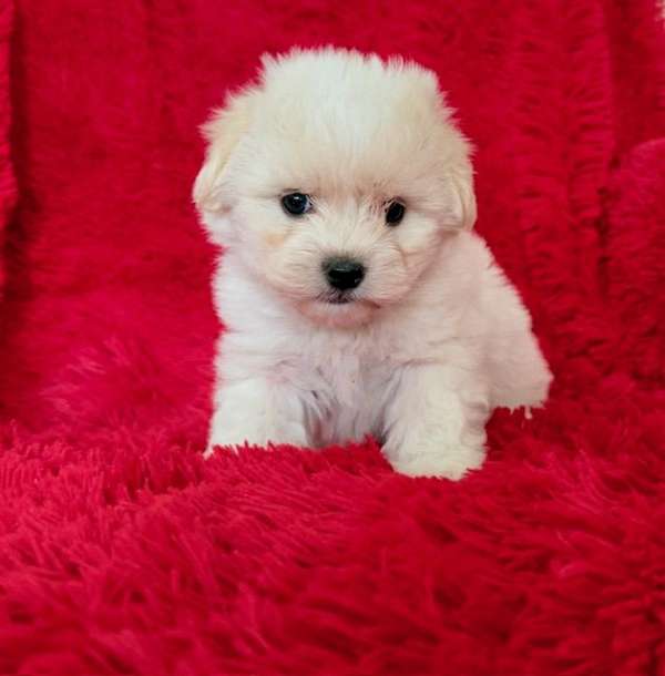 mixed-malti-poo-dog