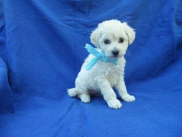 male-malti-poo-dog