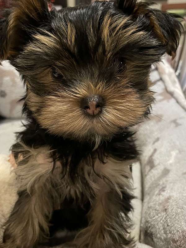 male-yorkshire-terrier-dog