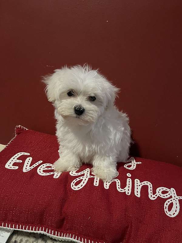 hypoallergenic-maltese