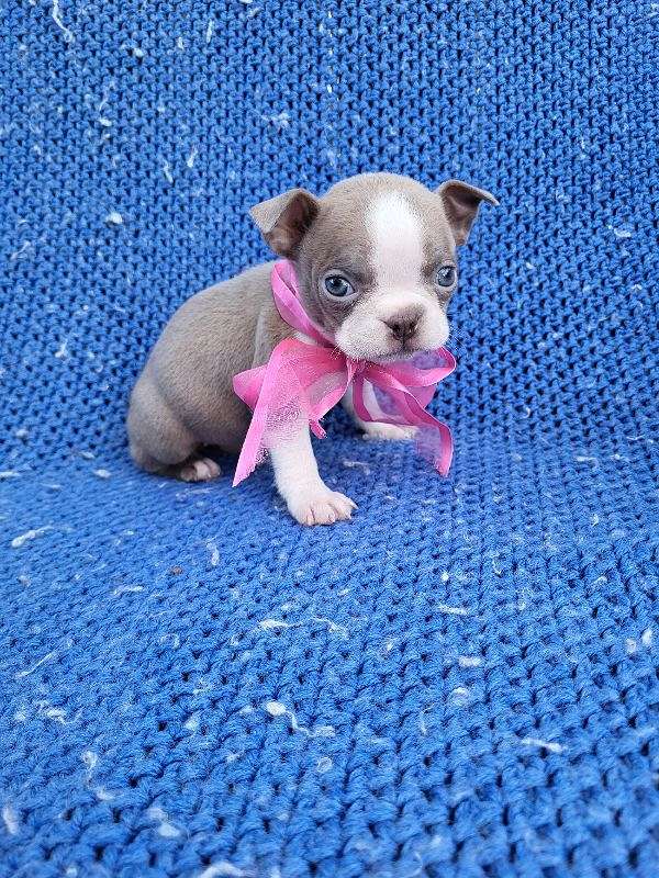 female-boston-terrier-puppy