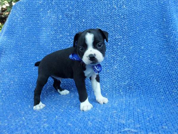 male-boston-terrier-puppy