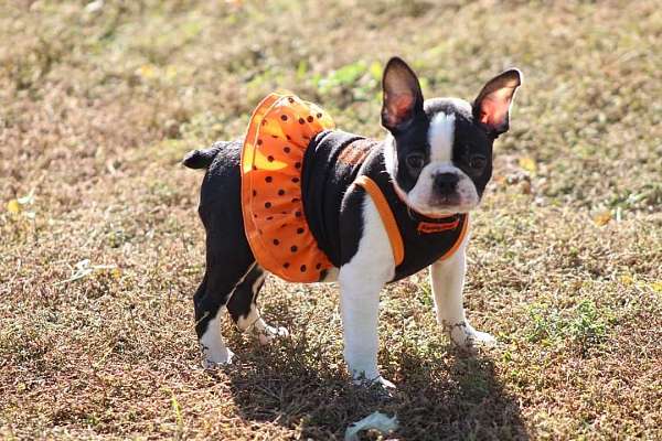 mixed-boston-terrier-puppy