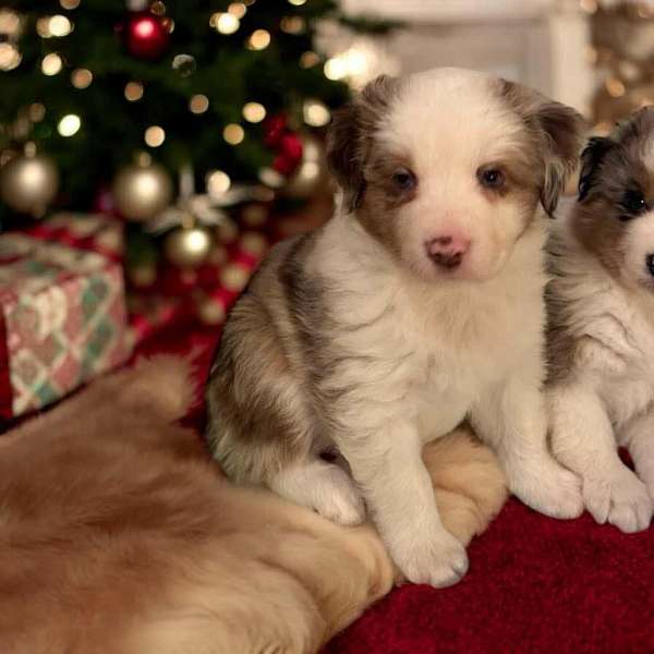 male-merle-double-coated-mini-australian-shepherd