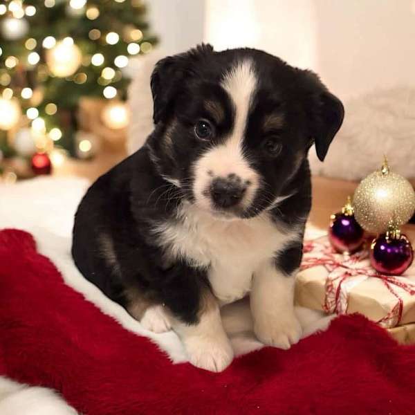 male-black-tan-double-coated-mini-australian-shepherd