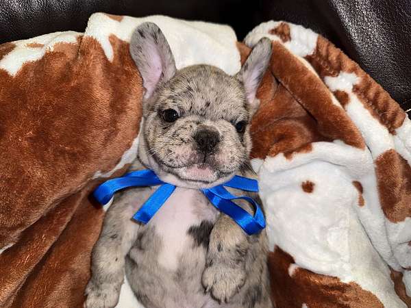 mixed-french-bulldog