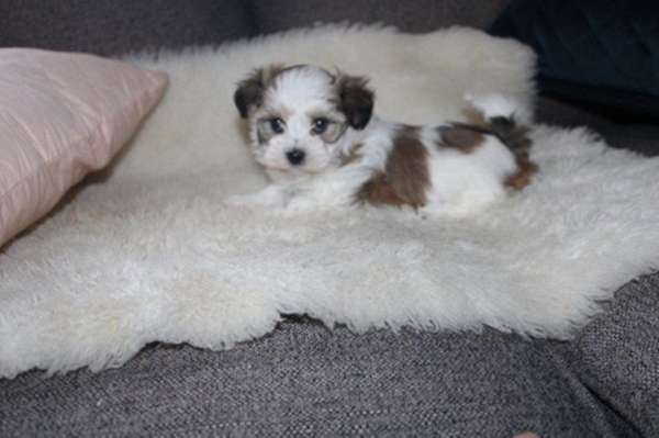 smooth-coated-havanese