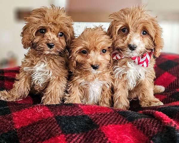 cavadoodle-puppy