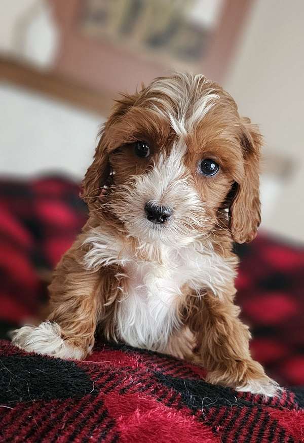 apartment-cavapoo