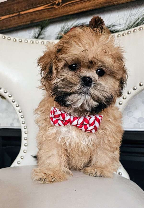 shihpoo-shih-tzu