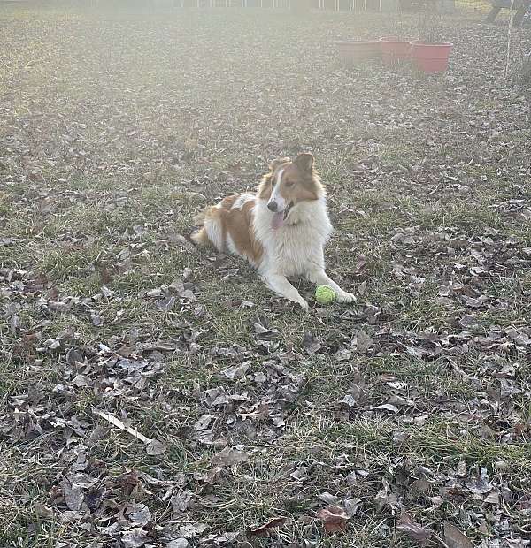 female-rough-collie-puppy