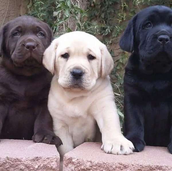 mixed-siberian-husky-puppy