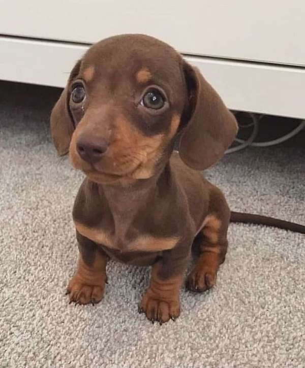 mixed-dachshund-dog