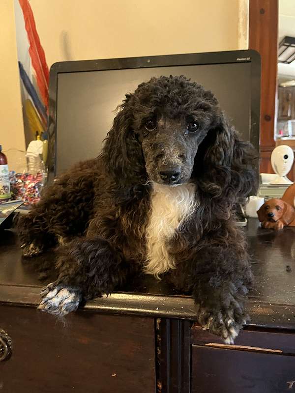 curly-haired-poodle