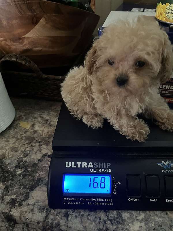 wheaten-toy-poodle