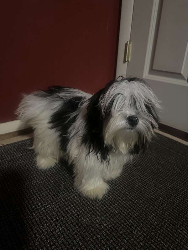 black-cream-long-haired-maltese