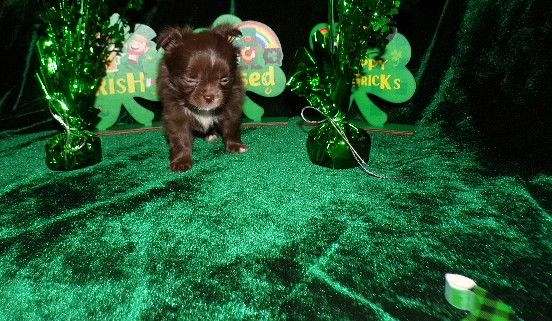 gold-teacup-toy-dog