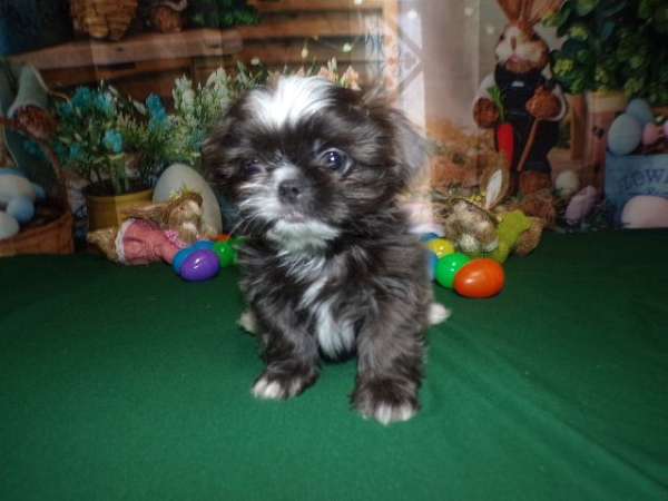 long-haired-shih-tzu