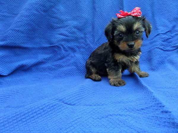 female-yorkshire-terrier-puppy