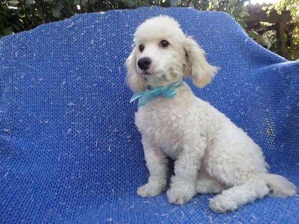 male-toy-poodle-puppy