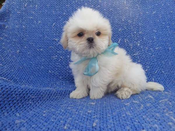 male-shih-tzu-dog