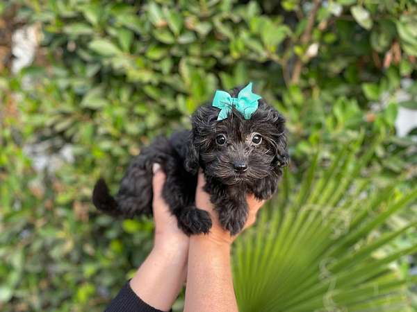 male-maltese-dog