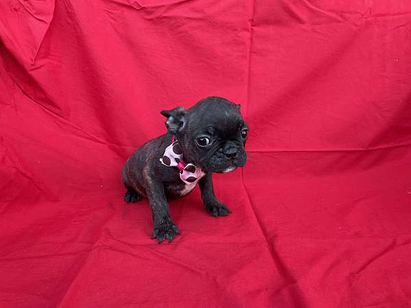 female-boston-terrier-puppy