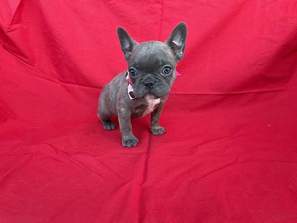 female-boston-terrier-puppy